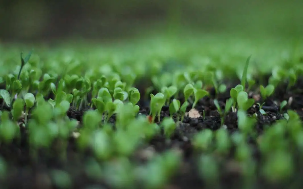 Jeunes pousses vertes émergeant de terre humide et foncée, symbolisant les débuts de l'agriculture de conservation