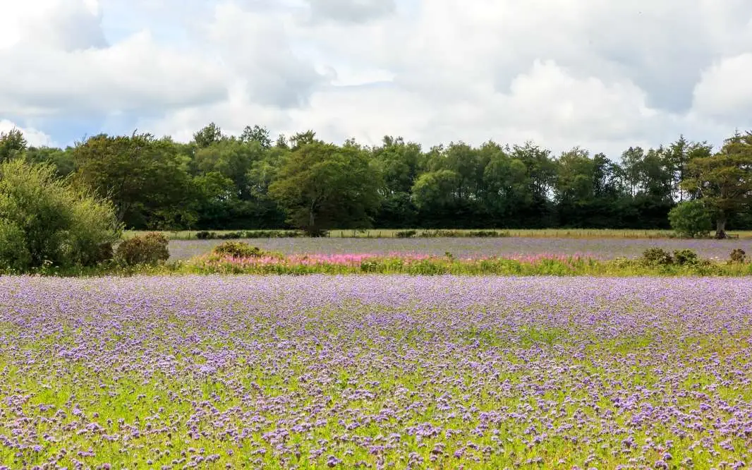 Champ fleuri avec diverses fleurs s'étendant jusqu'à un bosquet d'arbres au loin, illustrant la biodiversité dans l'agriculture durable