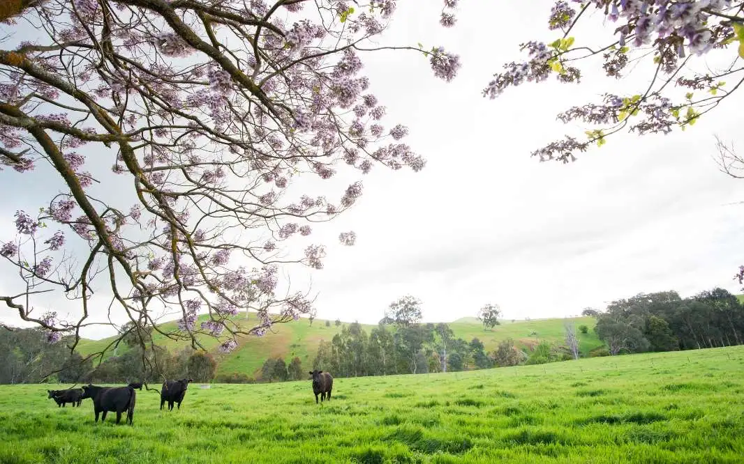 Ciel nuageux au-dessus d'une ferme avec des vaches noires sous un grand arbre à fleurs, représentant l'élevage bovin dans un contexte de protection du climat