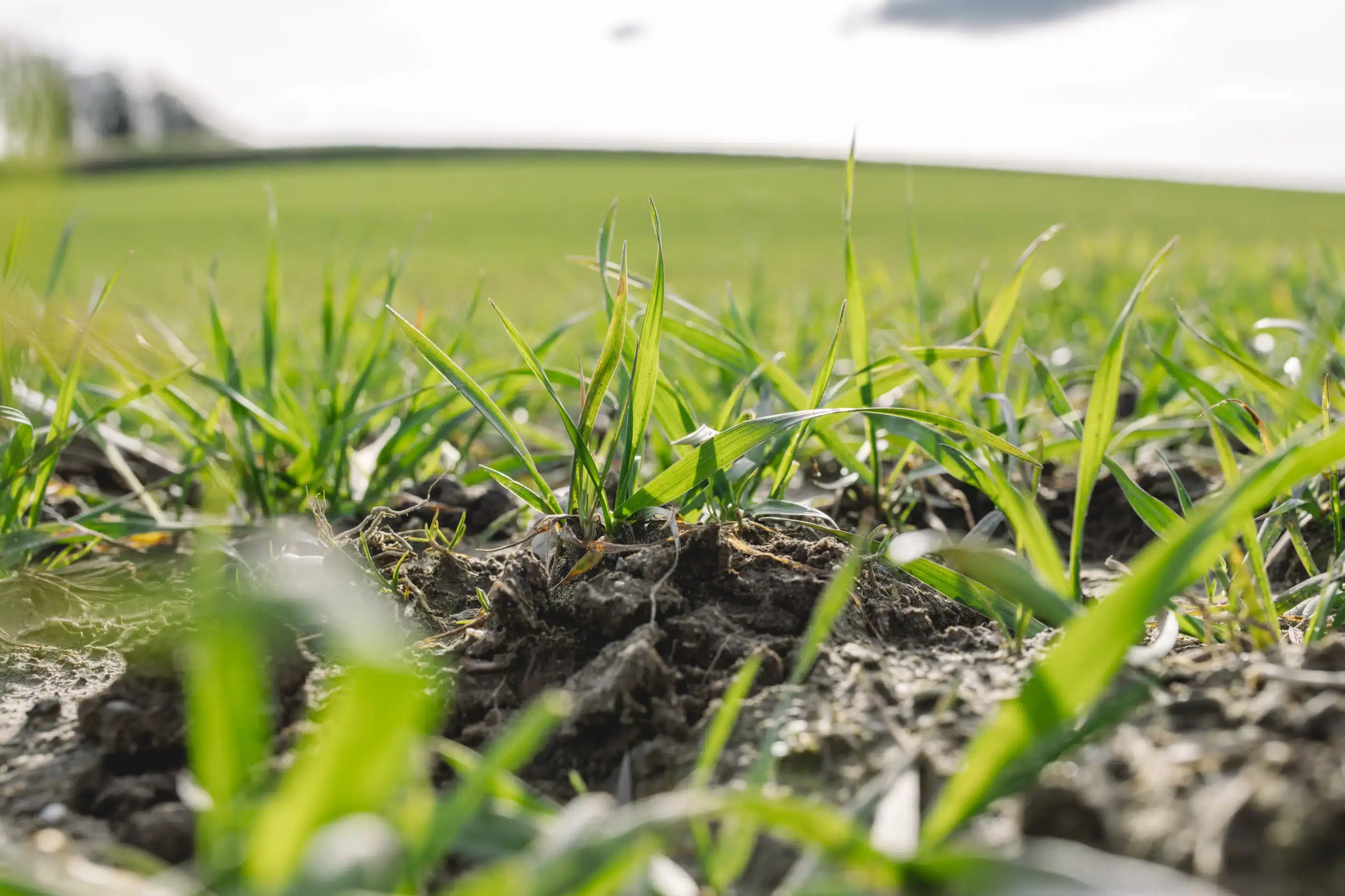 Outils d'échantillonnage de sol enfoncés dans la terre avec une règle pour l'évaluation de la teneur en carbone organique dans les pratiques agricoles