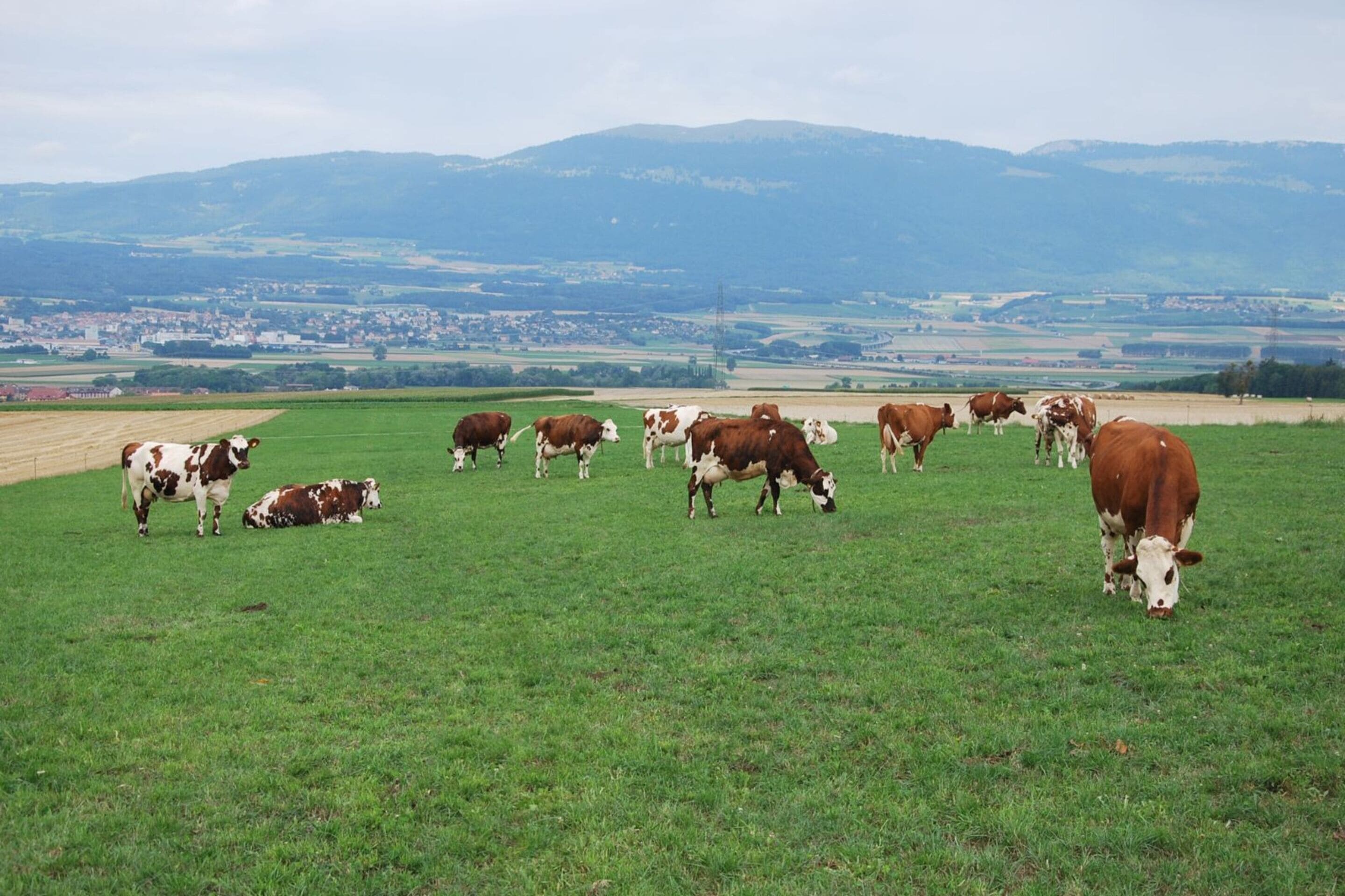 photographie d'un paysage avec des vaches au pâturage au premier plan