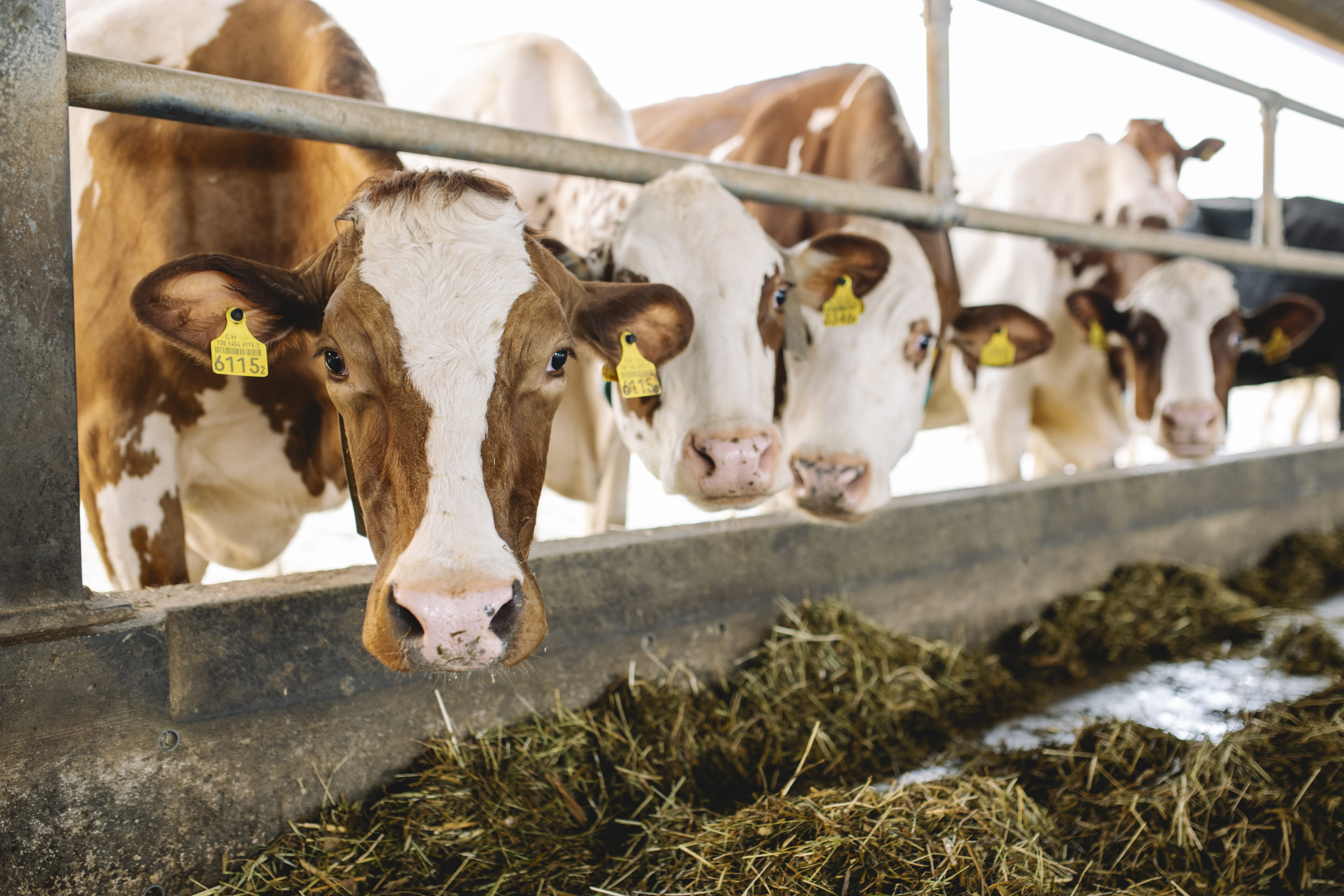 photographie de vaches à l'etable