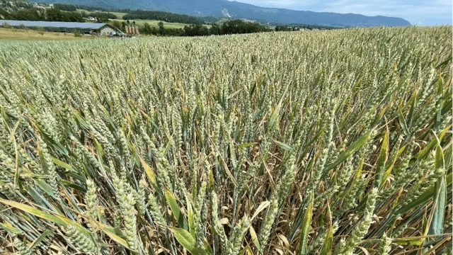 1 million de francs engagés