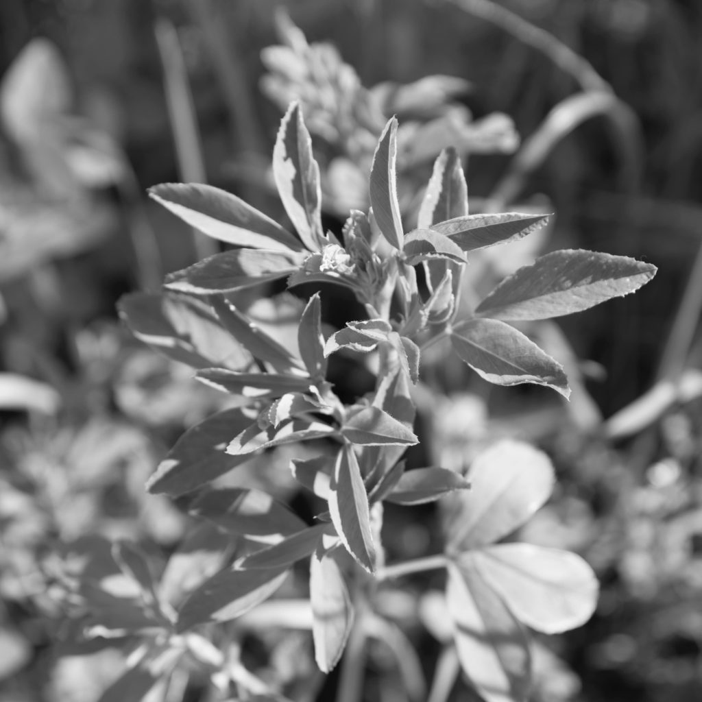 culture agricole suisse impacts climatiques - Crédit Anaïs Salson